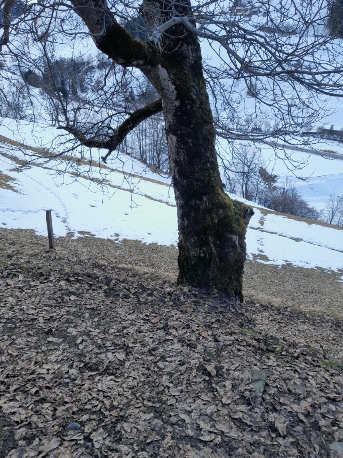 Walnussbaum zu verkaufen, für Tischler oder Drechsler 2