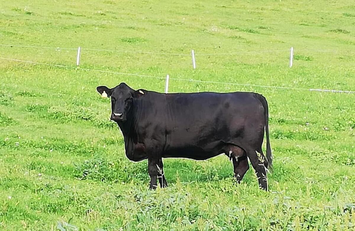 Aberdeen Angus Bulle 2