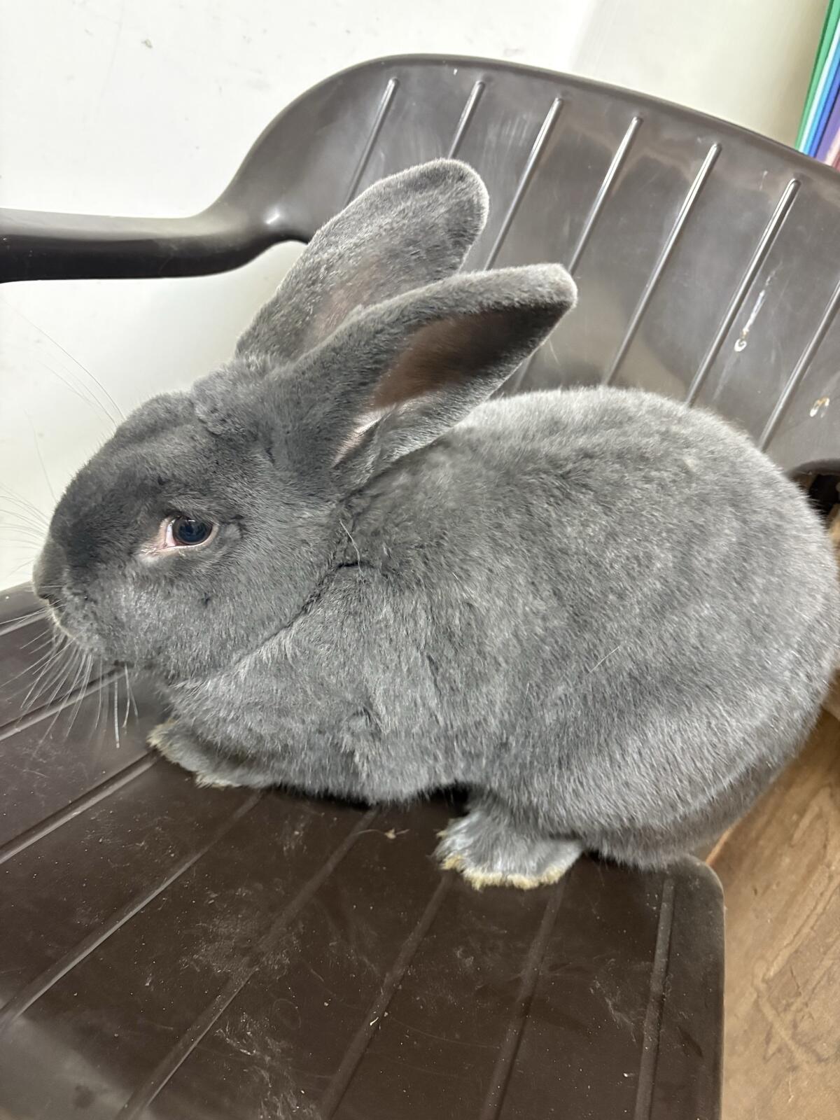 Deutsche Riesenschecken 2