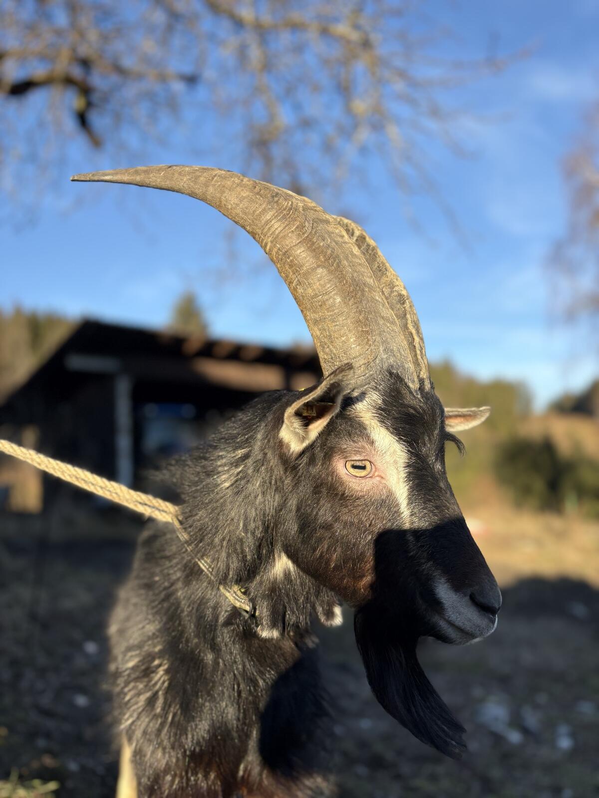 Pinzgauer Strahlenziegenbock reinrassig 2
