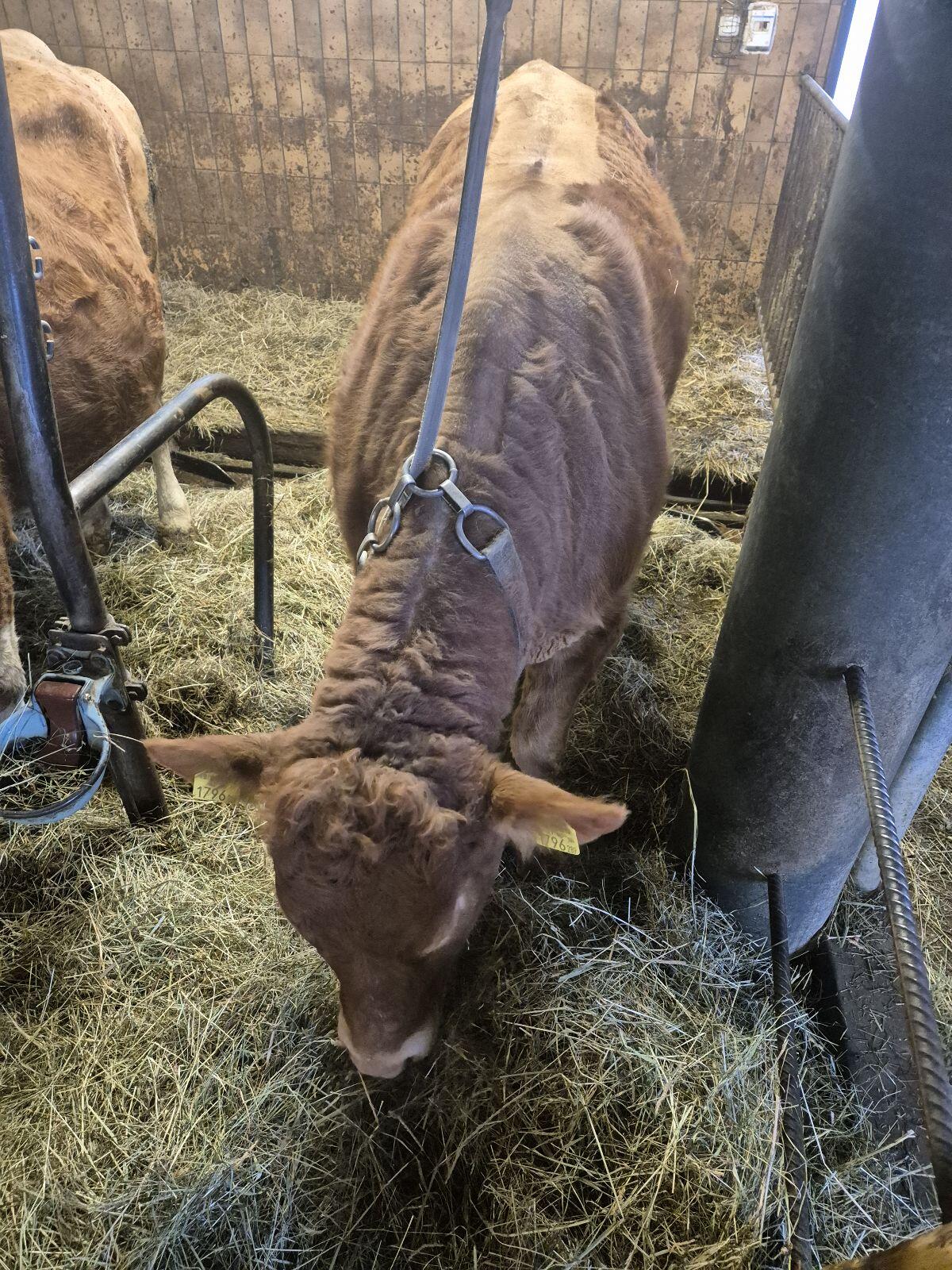 Verkauf oder Tausch trächtige Limousin Kalbin 3