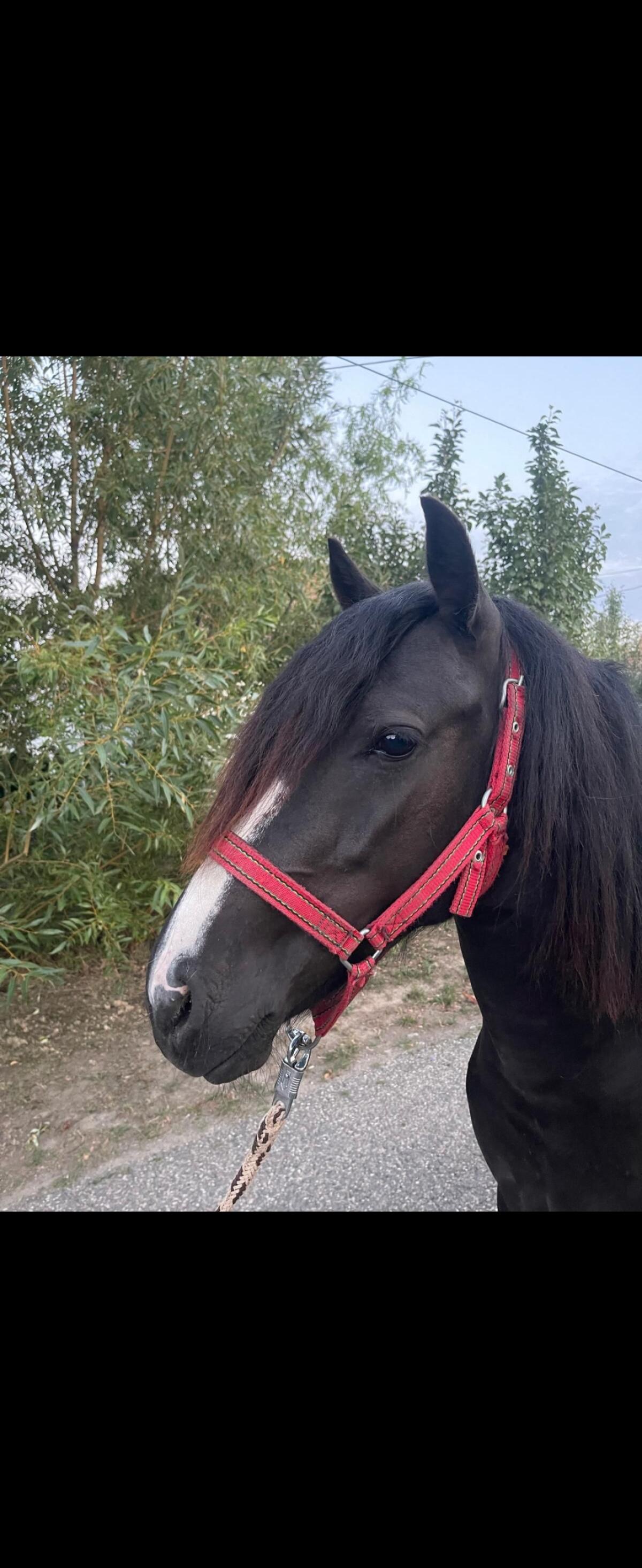 Zuckersüße Stute 2