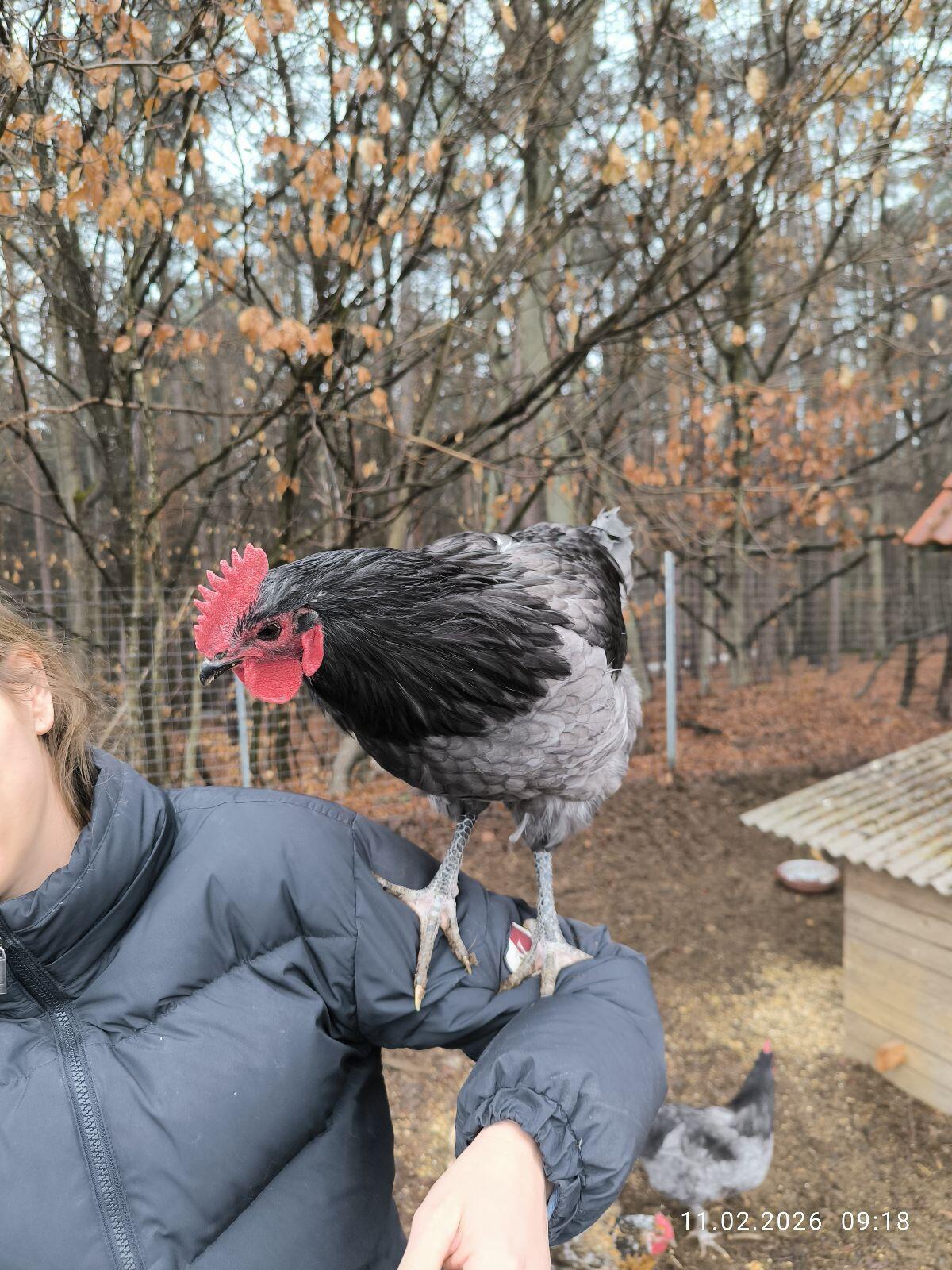 Reinrassige Australorp Hähne 3 Stk. 2