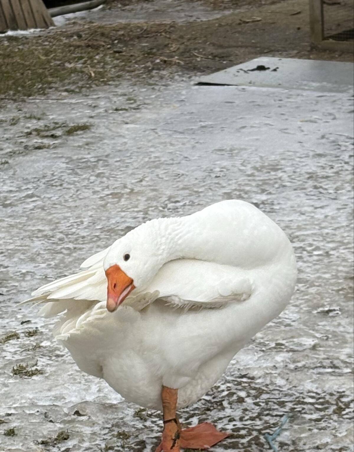 Zwei Ganter zu vergeben 2