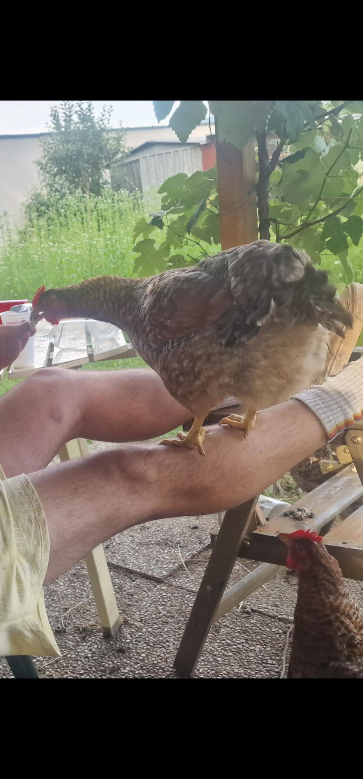 Bruteier Bielefelder Kennhühner 2