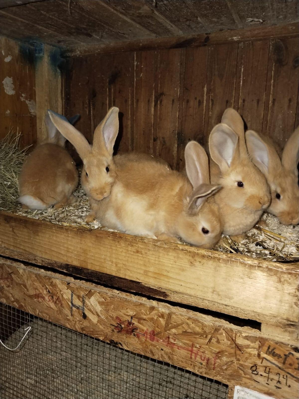 Gelber Riesenrammler 2