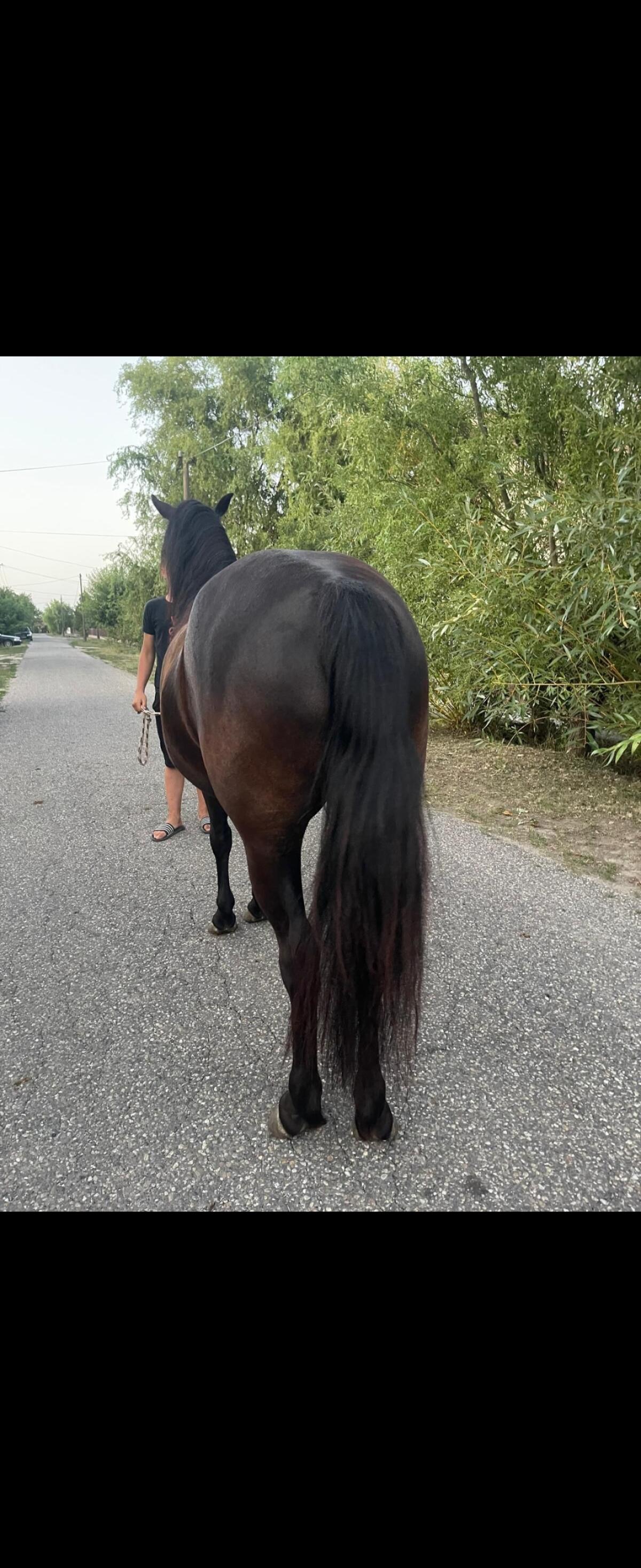 Zuckersüße Stute 3