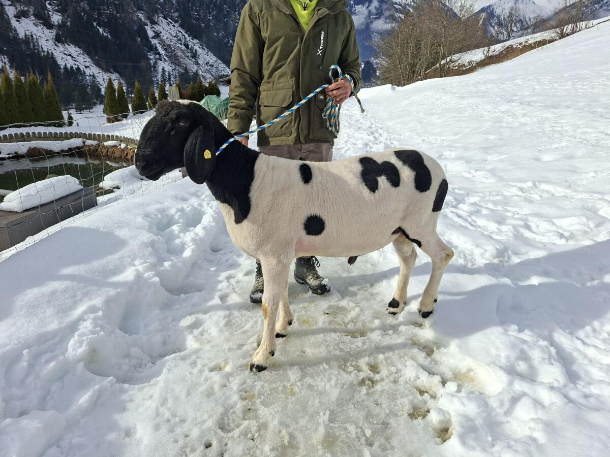 Tscheggen Widder HB 2