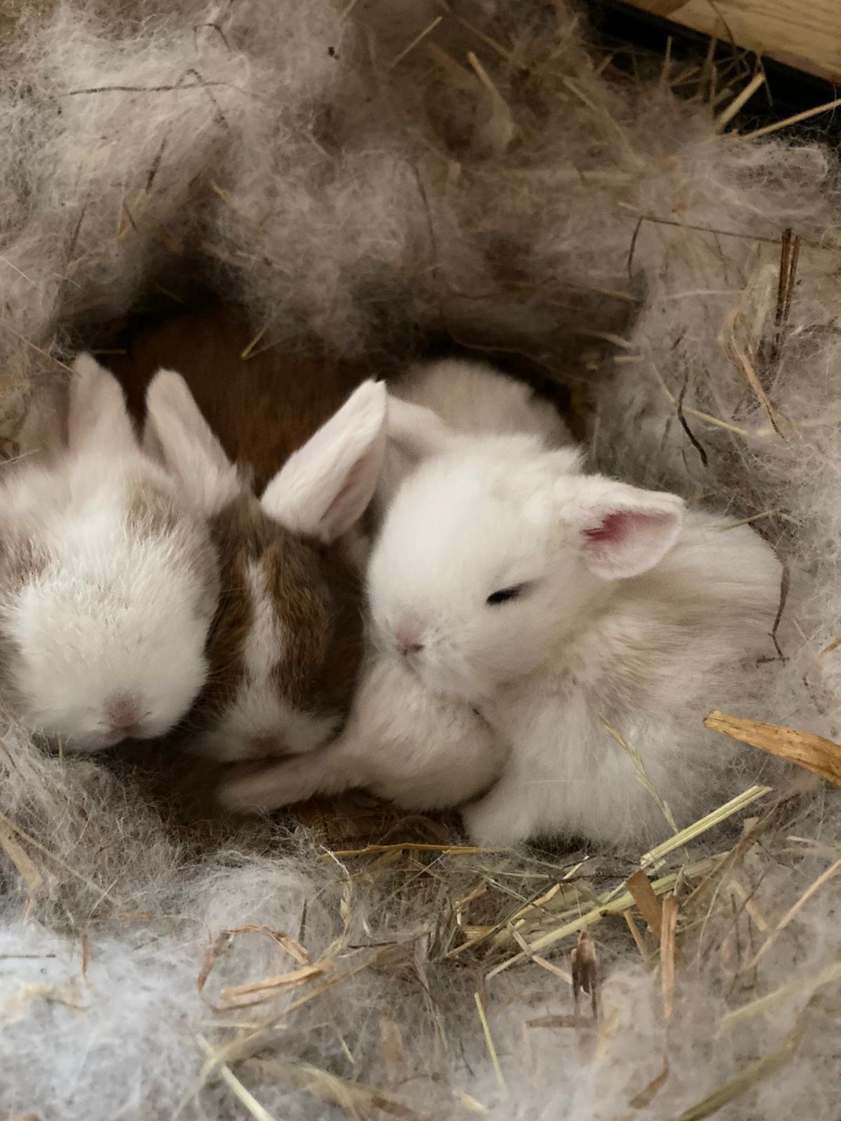 Zwergwidder Minilop Löwenköpfchen Zwergkaninchen 2