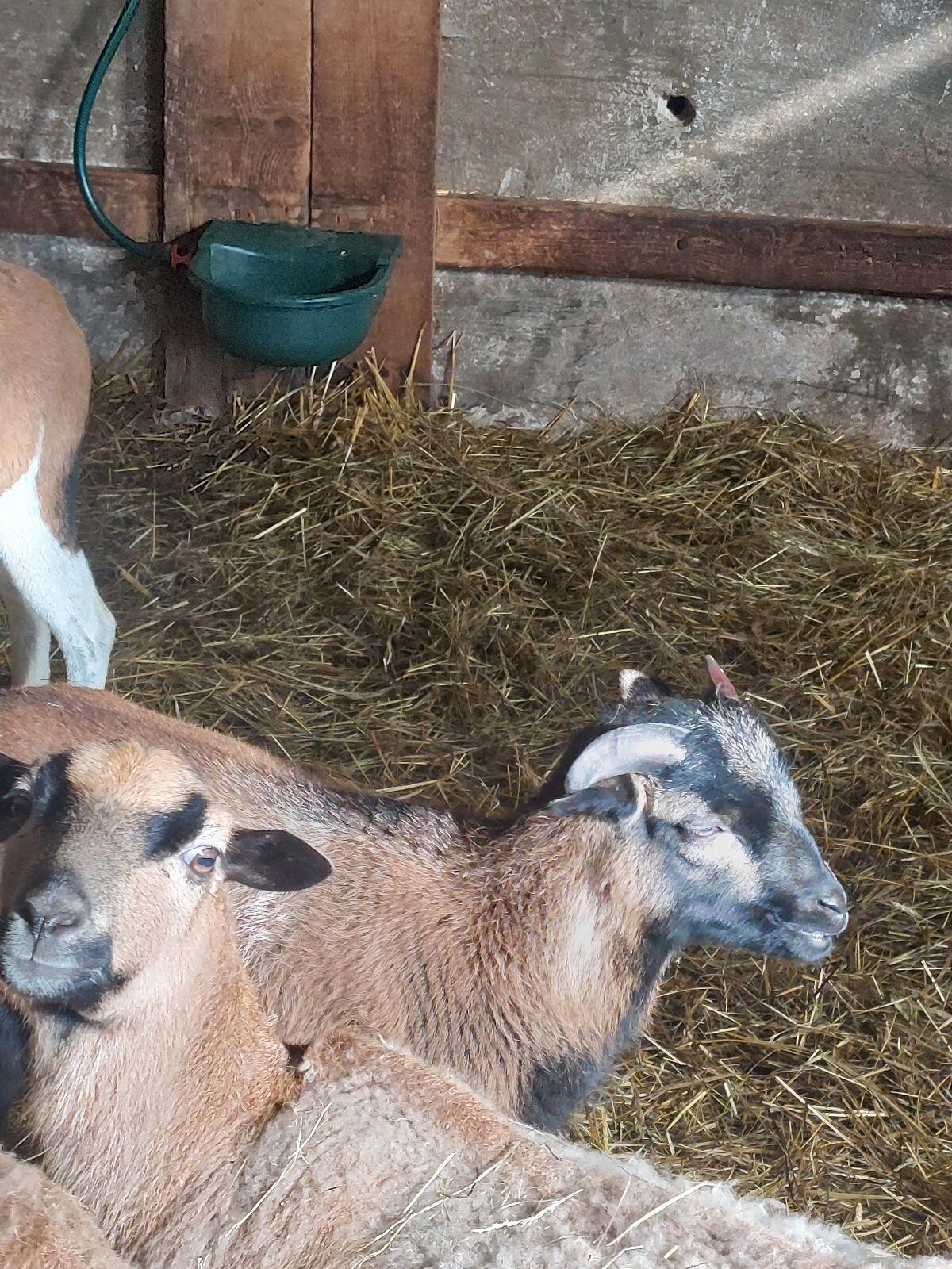 Verkaufe schöne BIO Kamerunbock 2