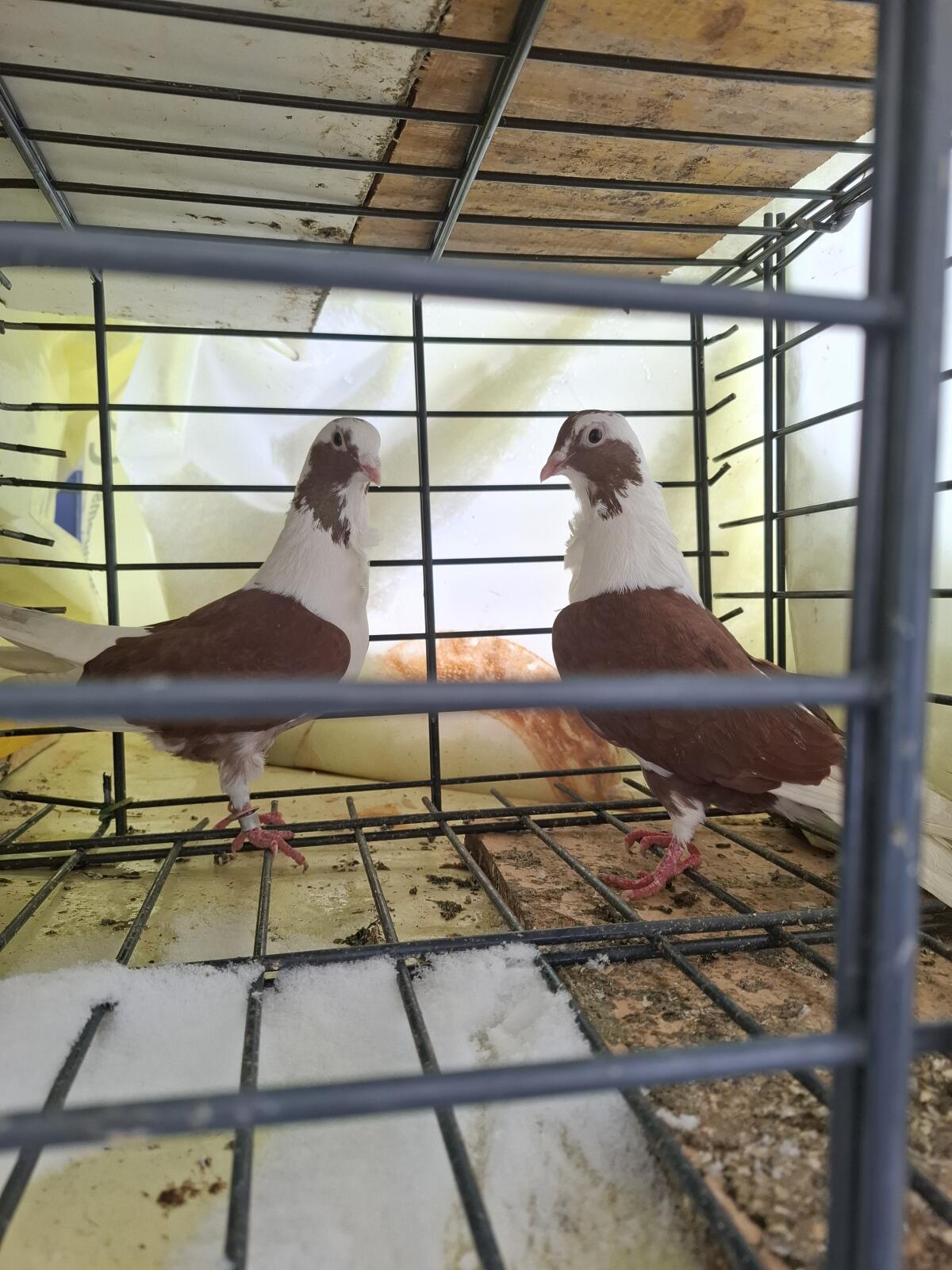 Verschiedene Rassen 3