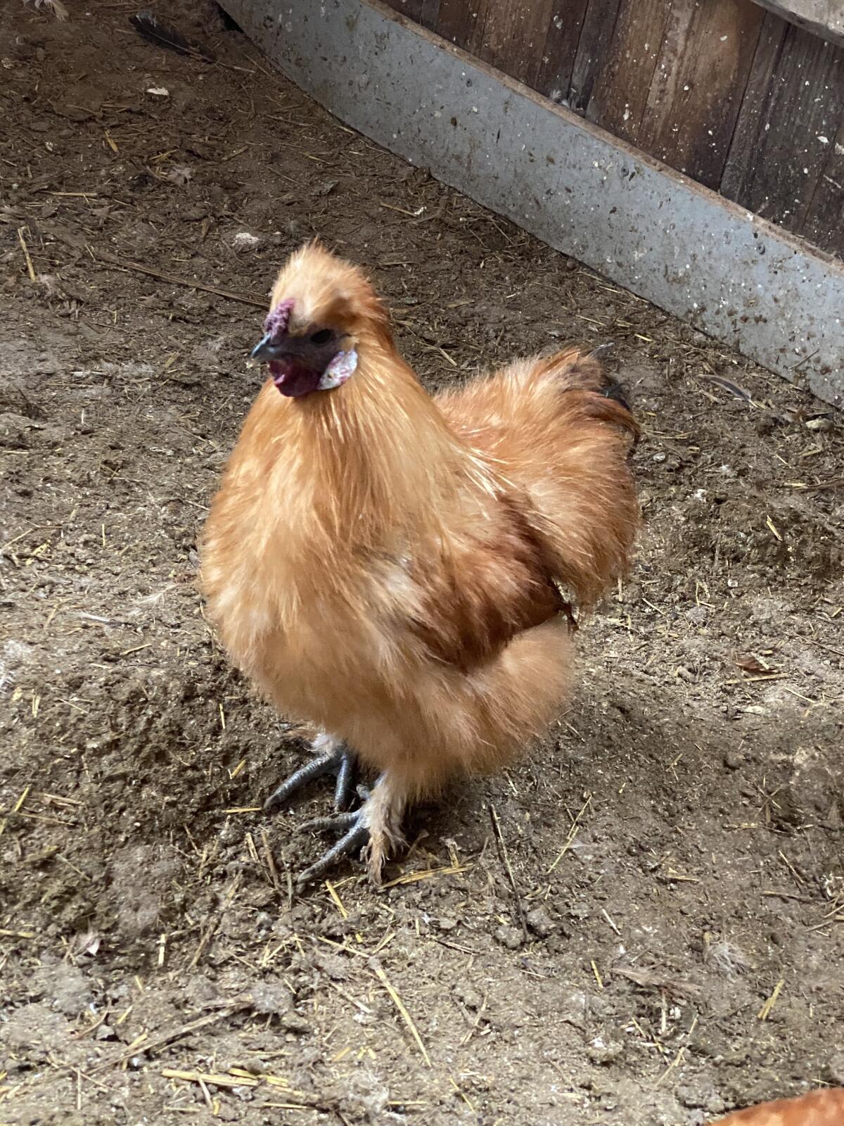 Hähne verschiedener Rassen 2