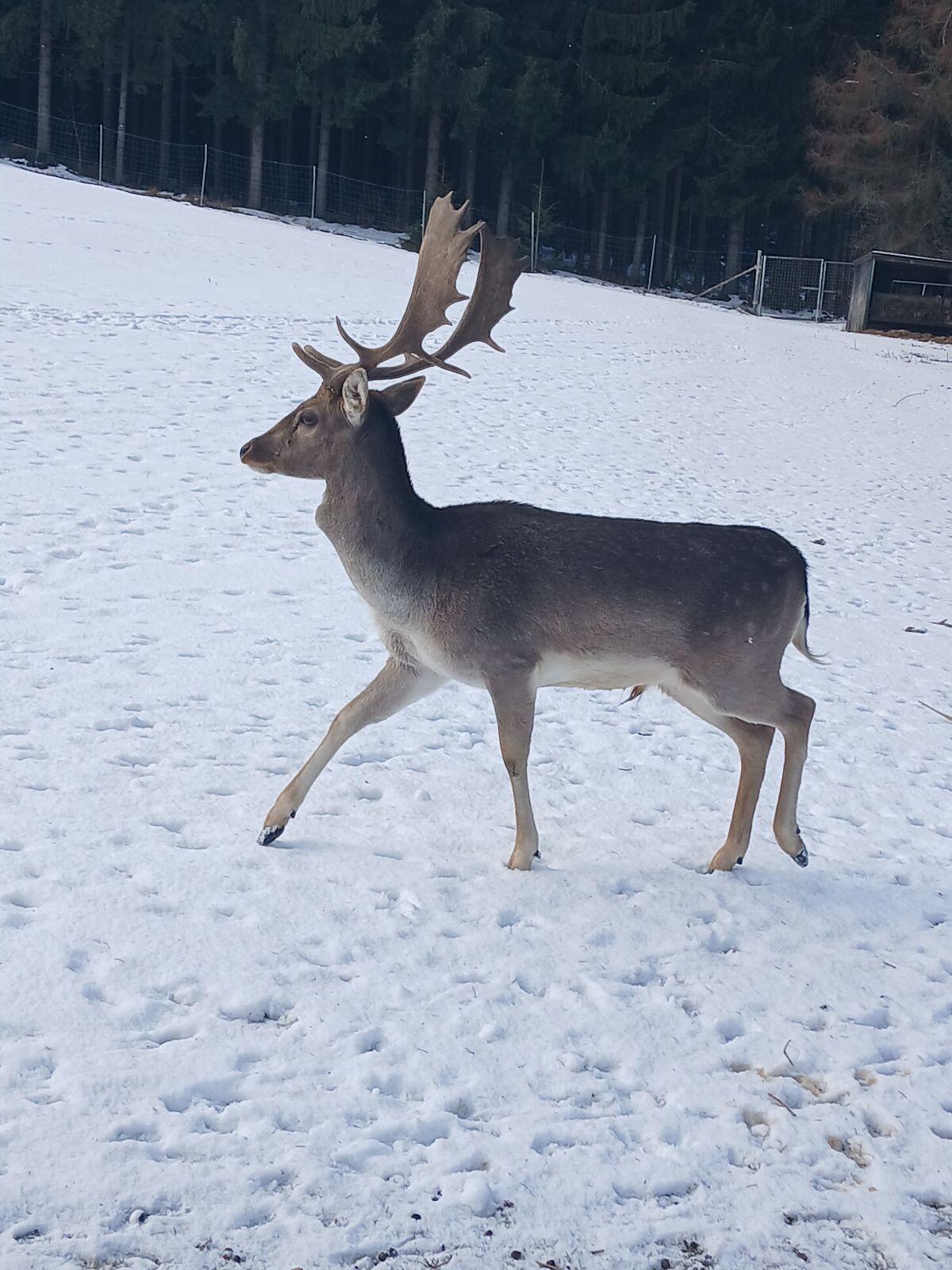 Verkaufe Dammhirsch 2