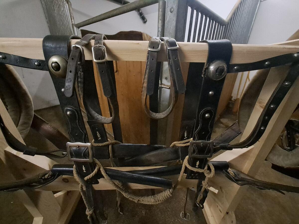 Haflinger Geschirr 2