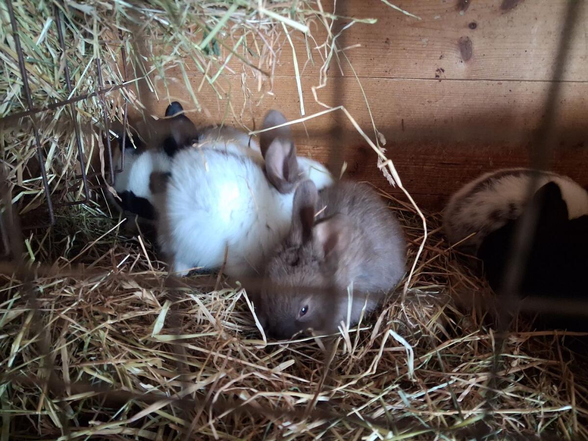 Deutsche Tschecken weiblich, männlich 3