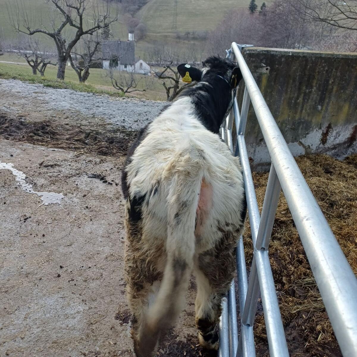 Pustertaler Sprinzen Kalbin 2