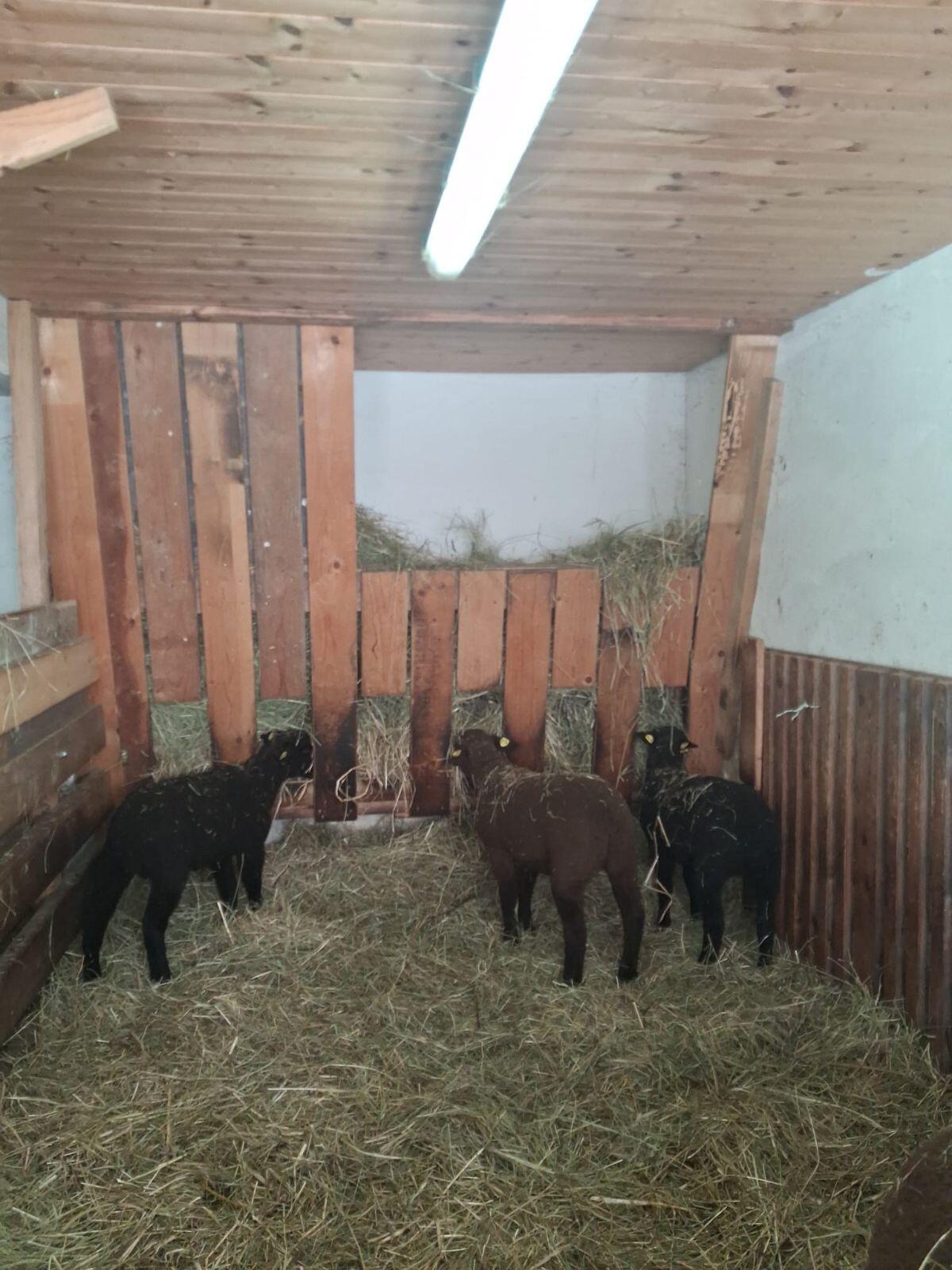 3 Jura Schafe weiblich 2