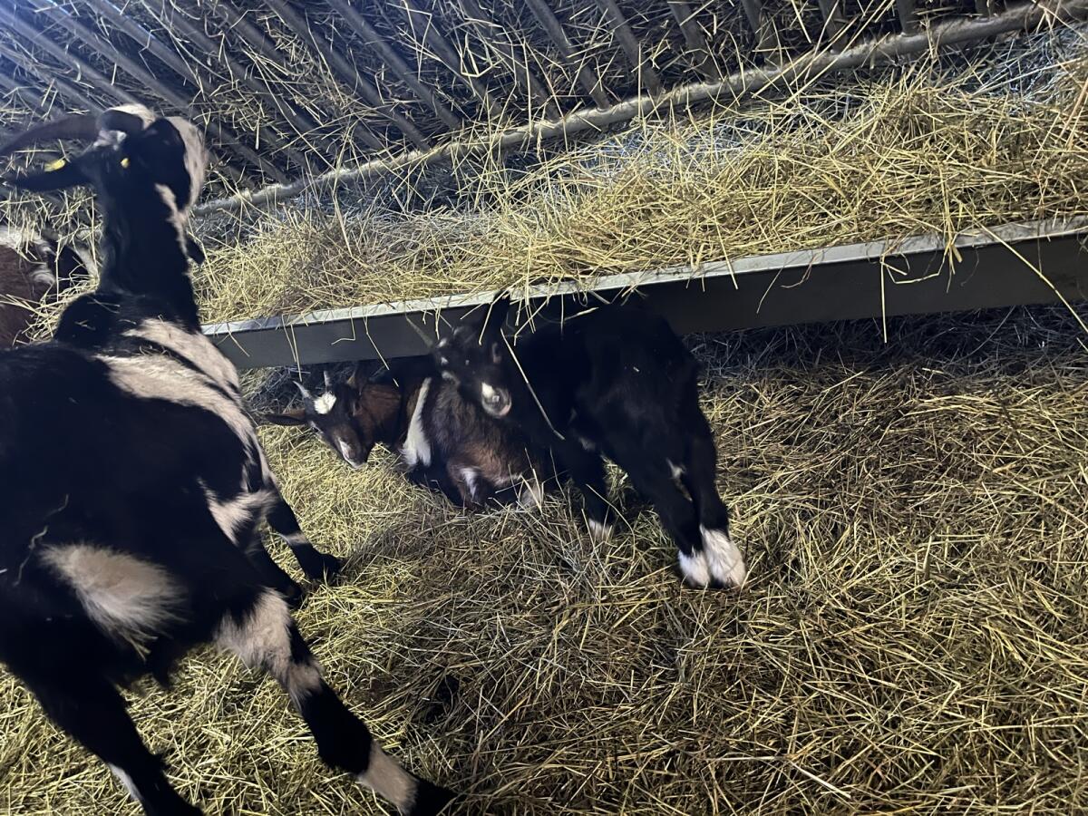 Tauernschecken Kitze 3