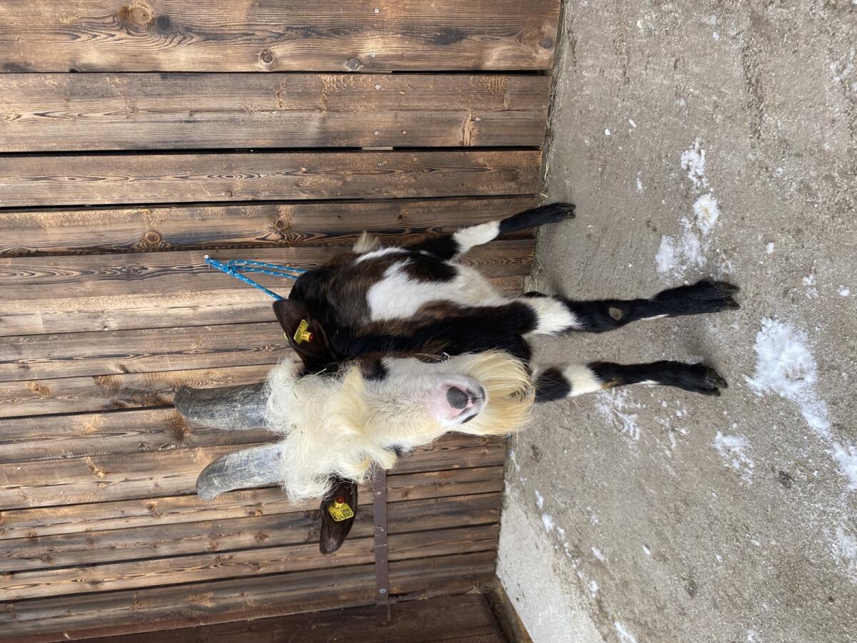 Tauernschecken Bock 2