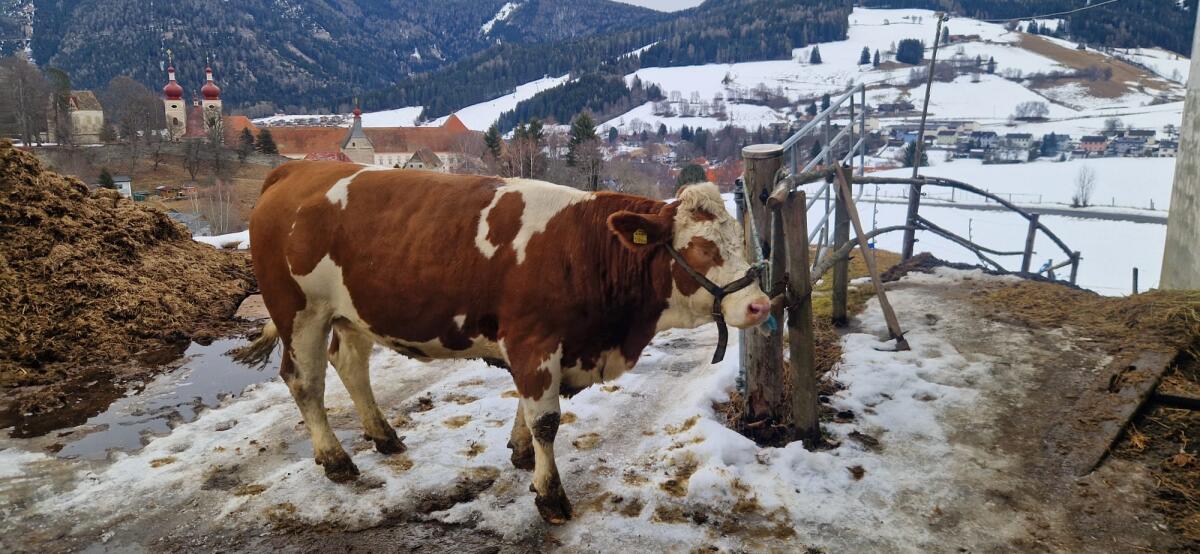 Trächtige Fleckviehkalbin 2