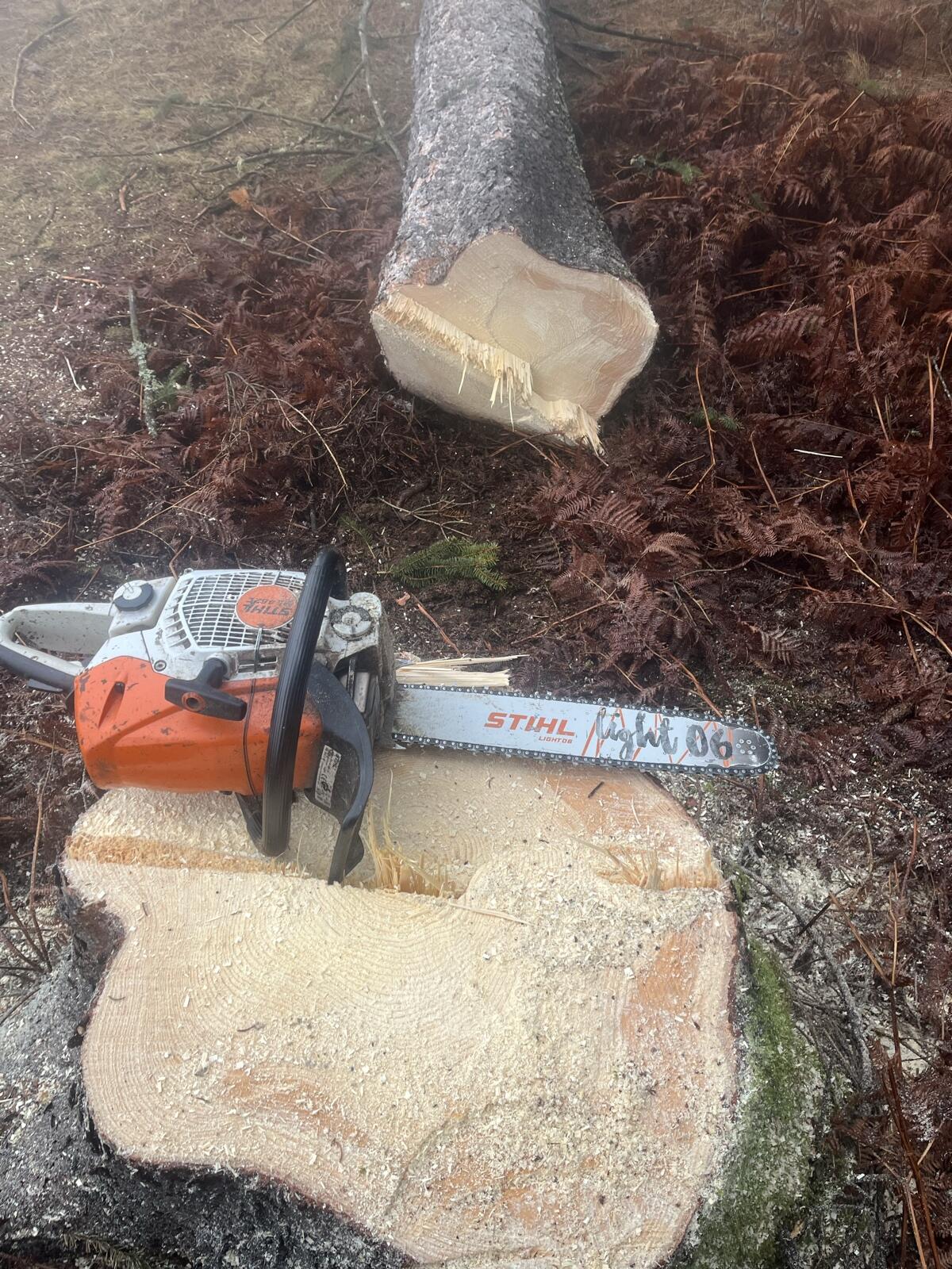 Holzschlägerungen, Forstdienstleistungen 2