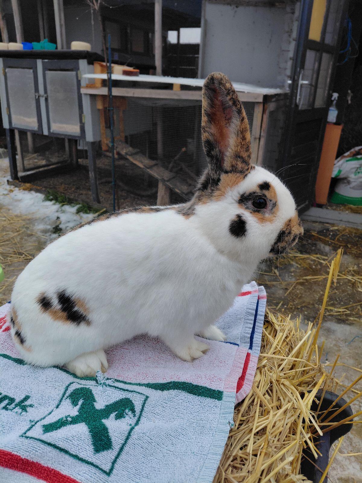 Rheinische Schecken Rammler 2