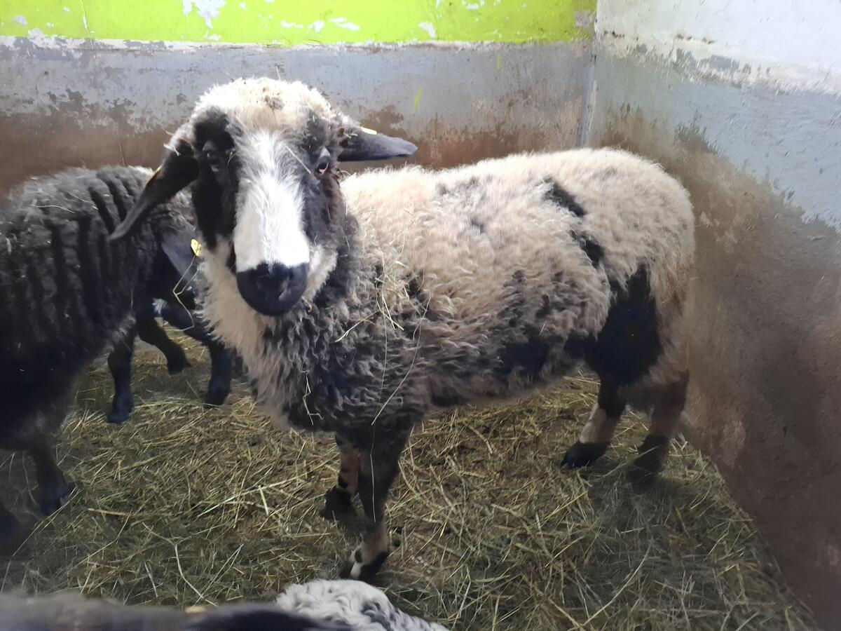 Montafoner Steinschaf, Herdebuchfähig 3
