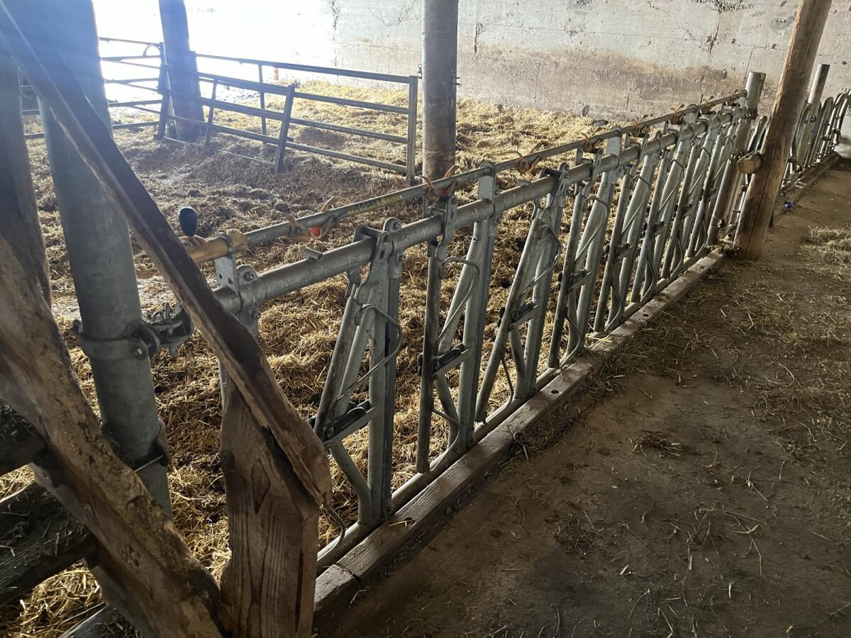 Selbstfangfressgitter Jungvieh, Neuwertig 2