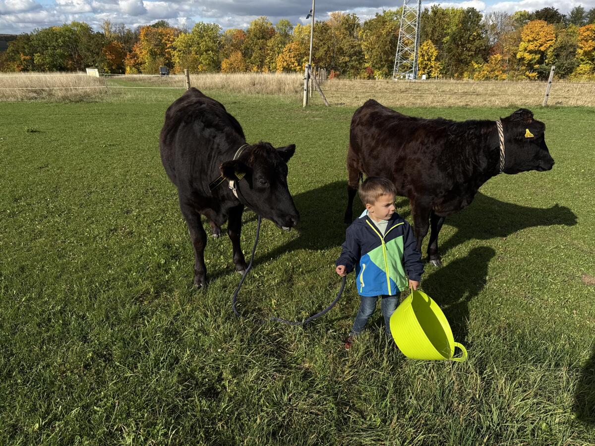 Wagyu-Färse Fullblood 3