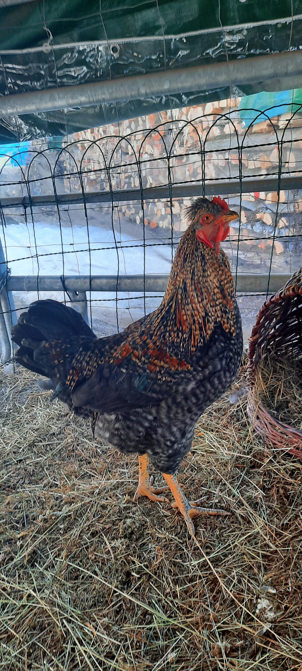 Junghähne abzugeben 3