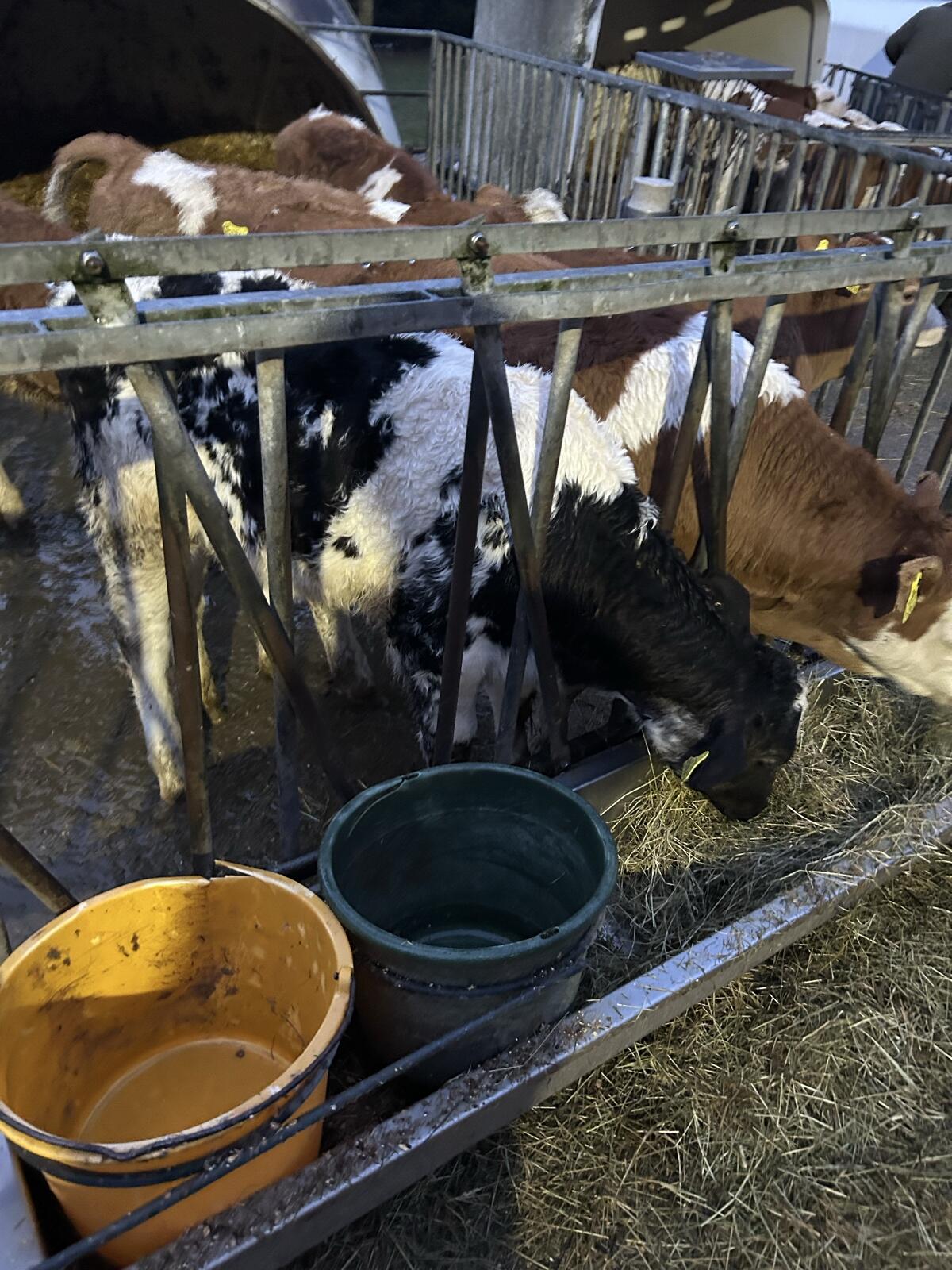 Verkaufe 1 WBB Kuhkalb 2