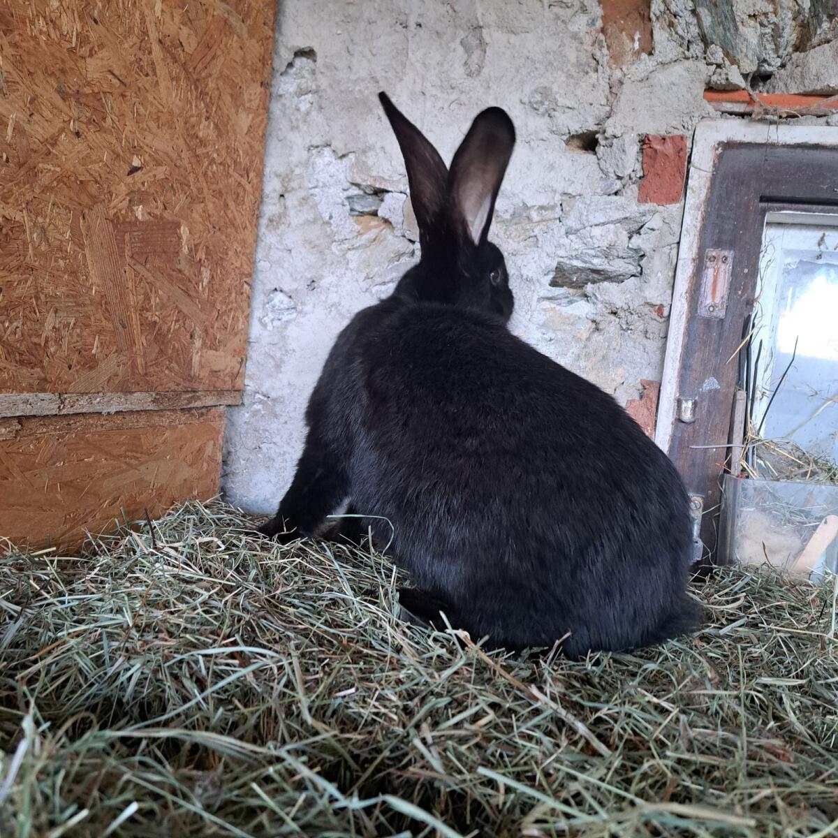 Schwarzer Riesenmix 2