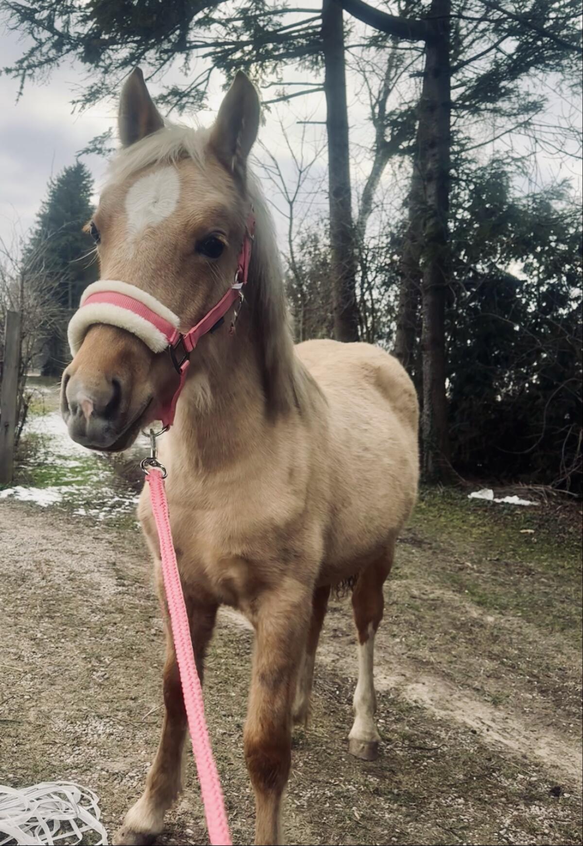 3 Jungpferde/Ponys 2