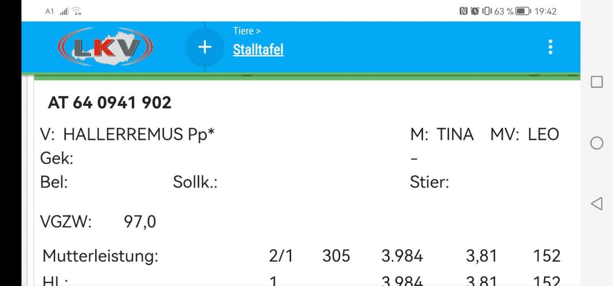 Pinzgauer Kalb weiblich Bio 3