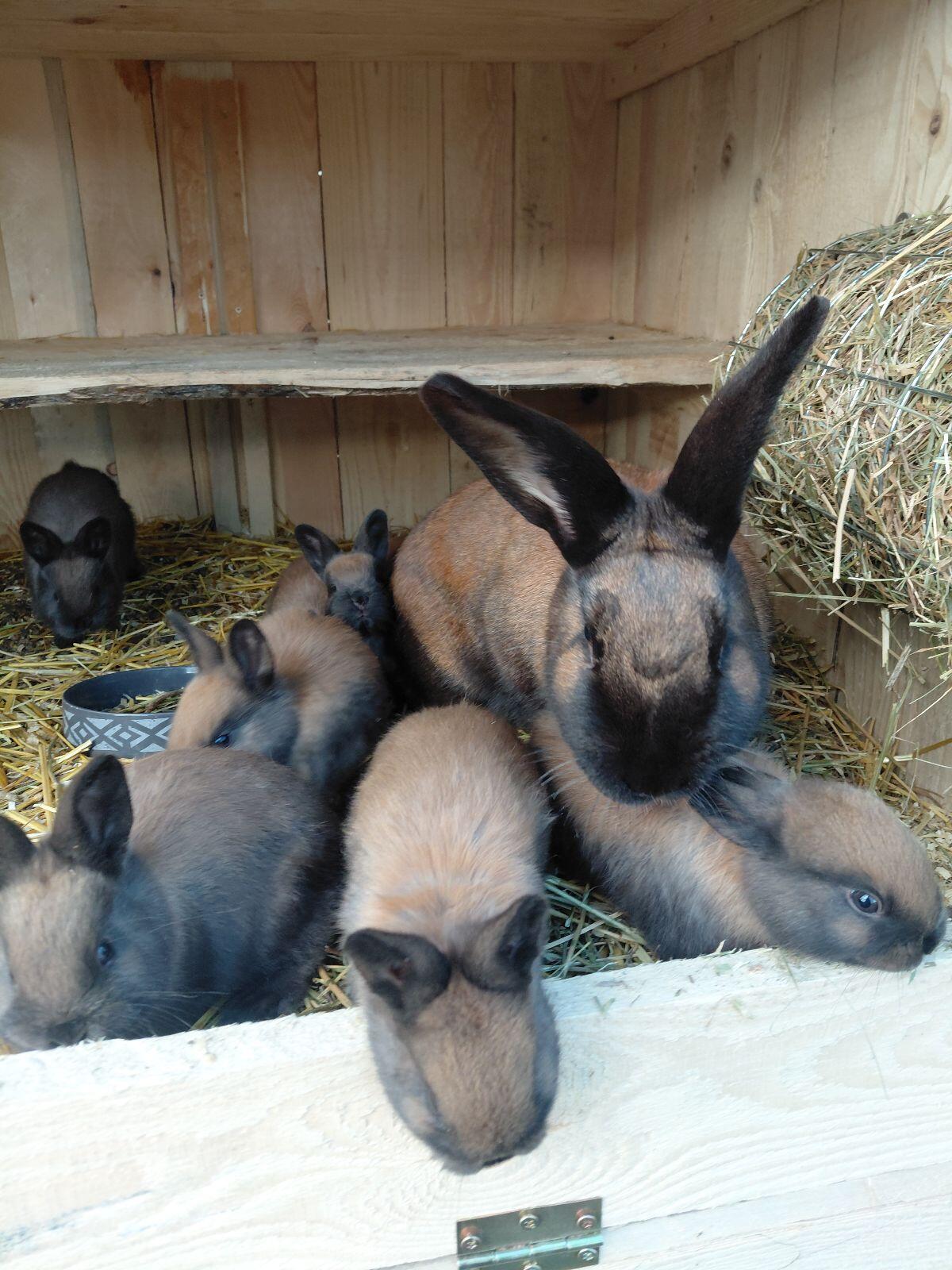 Thüringer Kaninchen 3