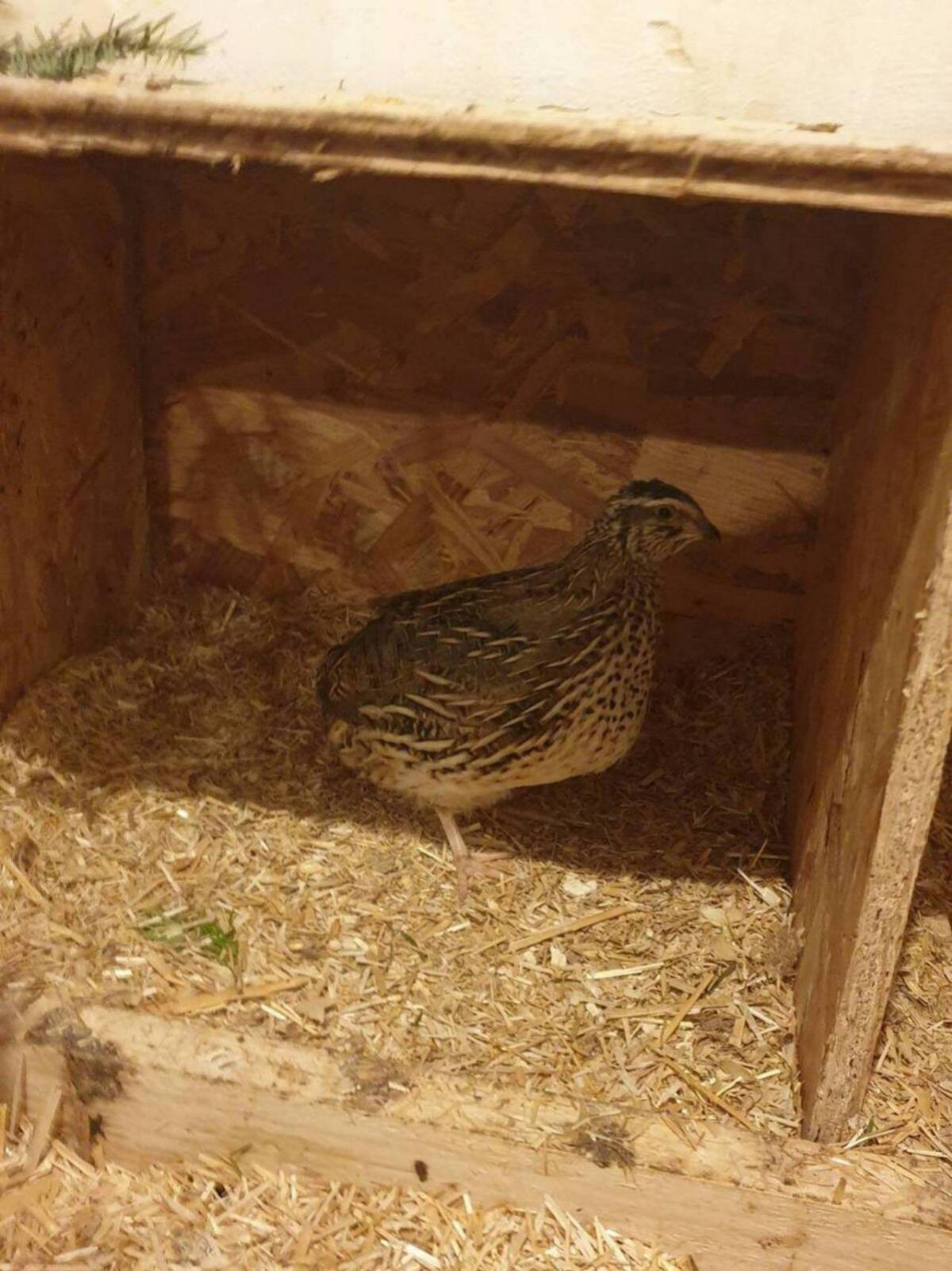 Wachteln, Wachteleier, Wachtelbruteier 2