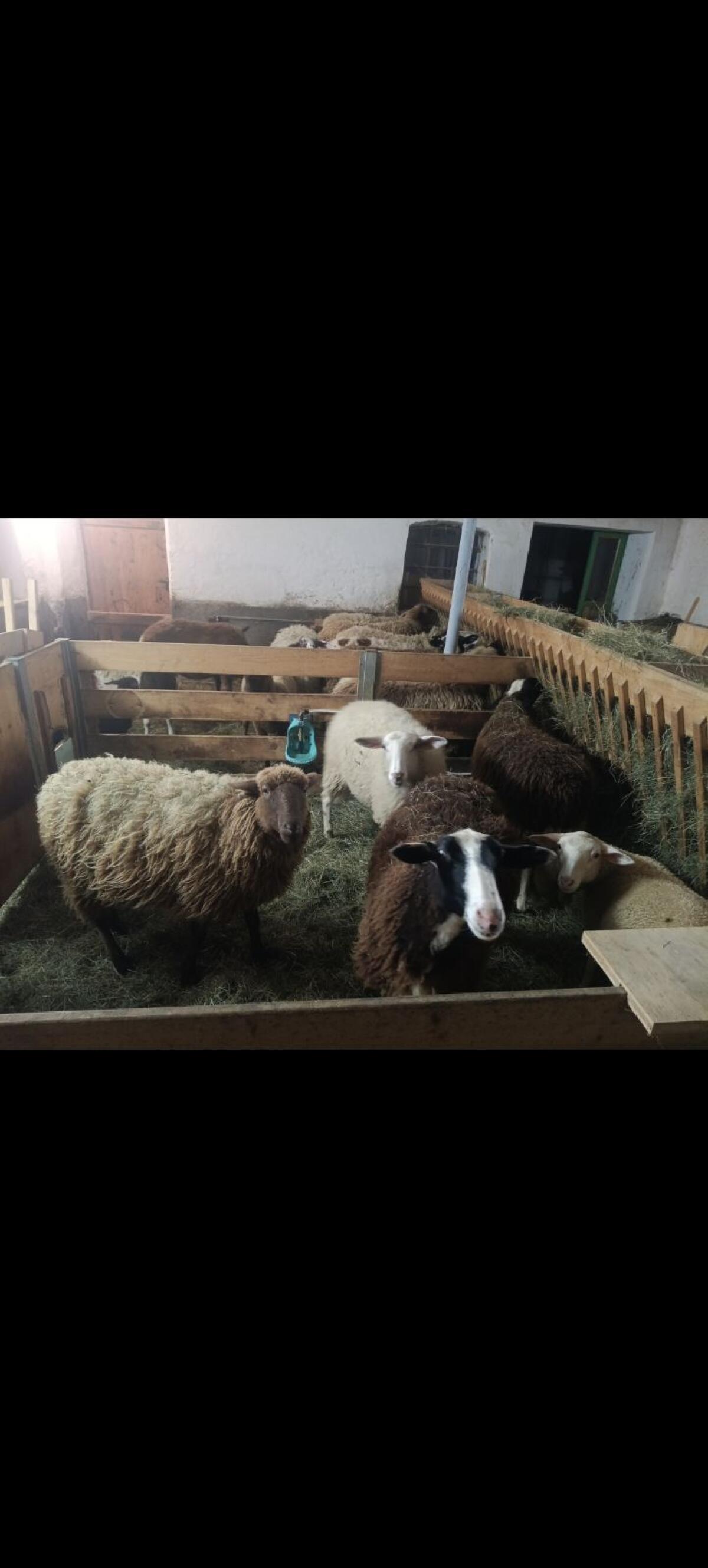 Verkaufe Mutterschafe 3