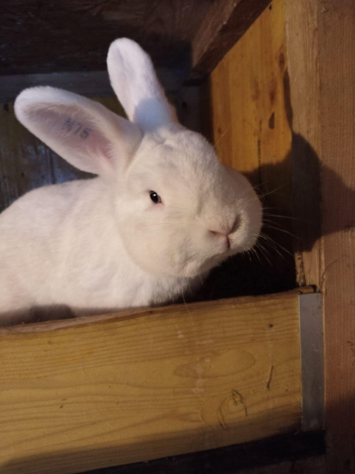 Weißer Wiener Rammler 3