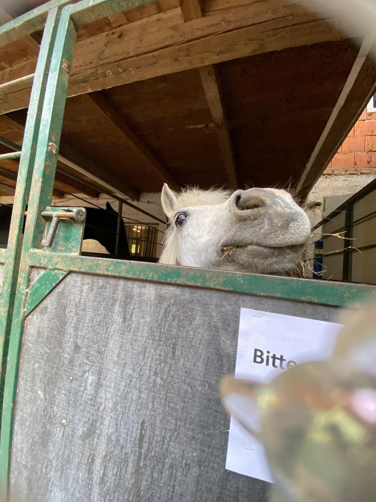 Verkaufe Pony Laura 2