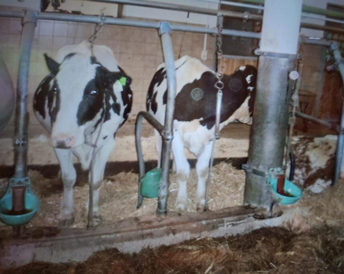 Anbindeaufstallung 3