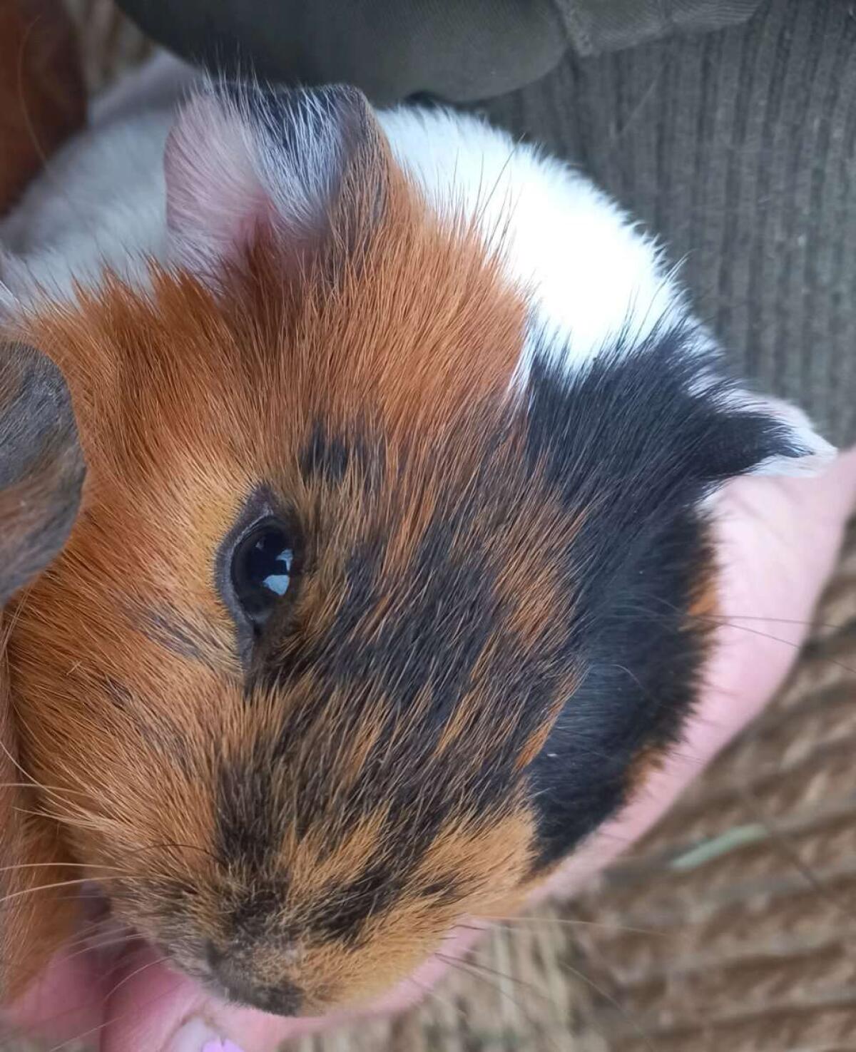 Meerschweinchen Bub 3