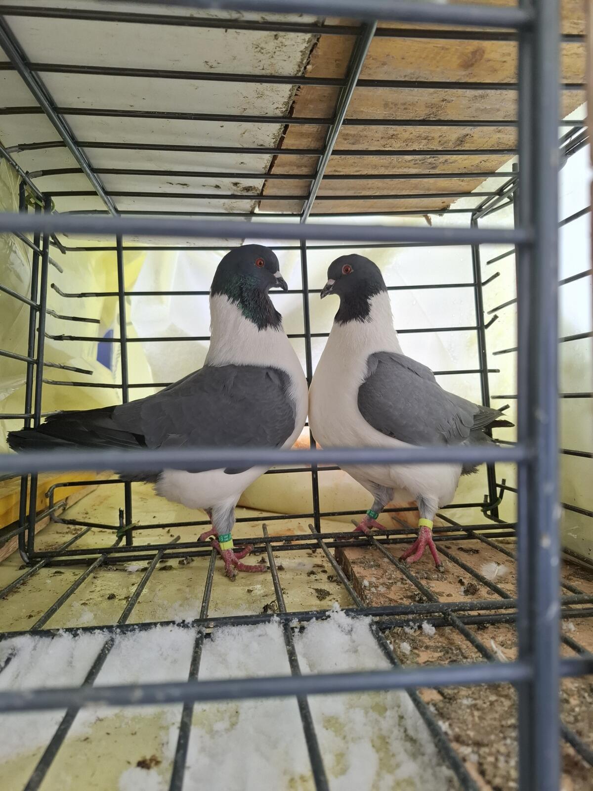 Verschiedene Rassen 2