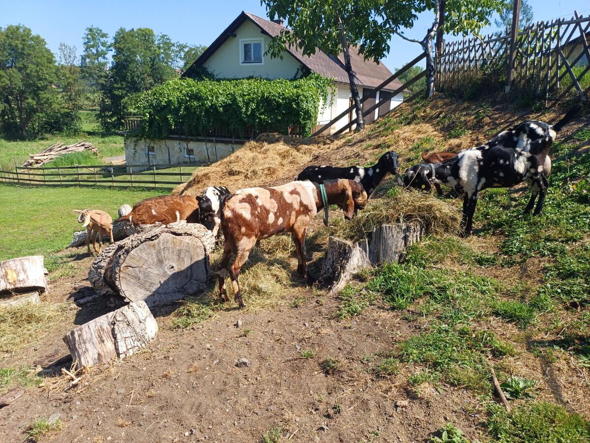 100% Anglo Nubier Mondschecken Herdbuch 2