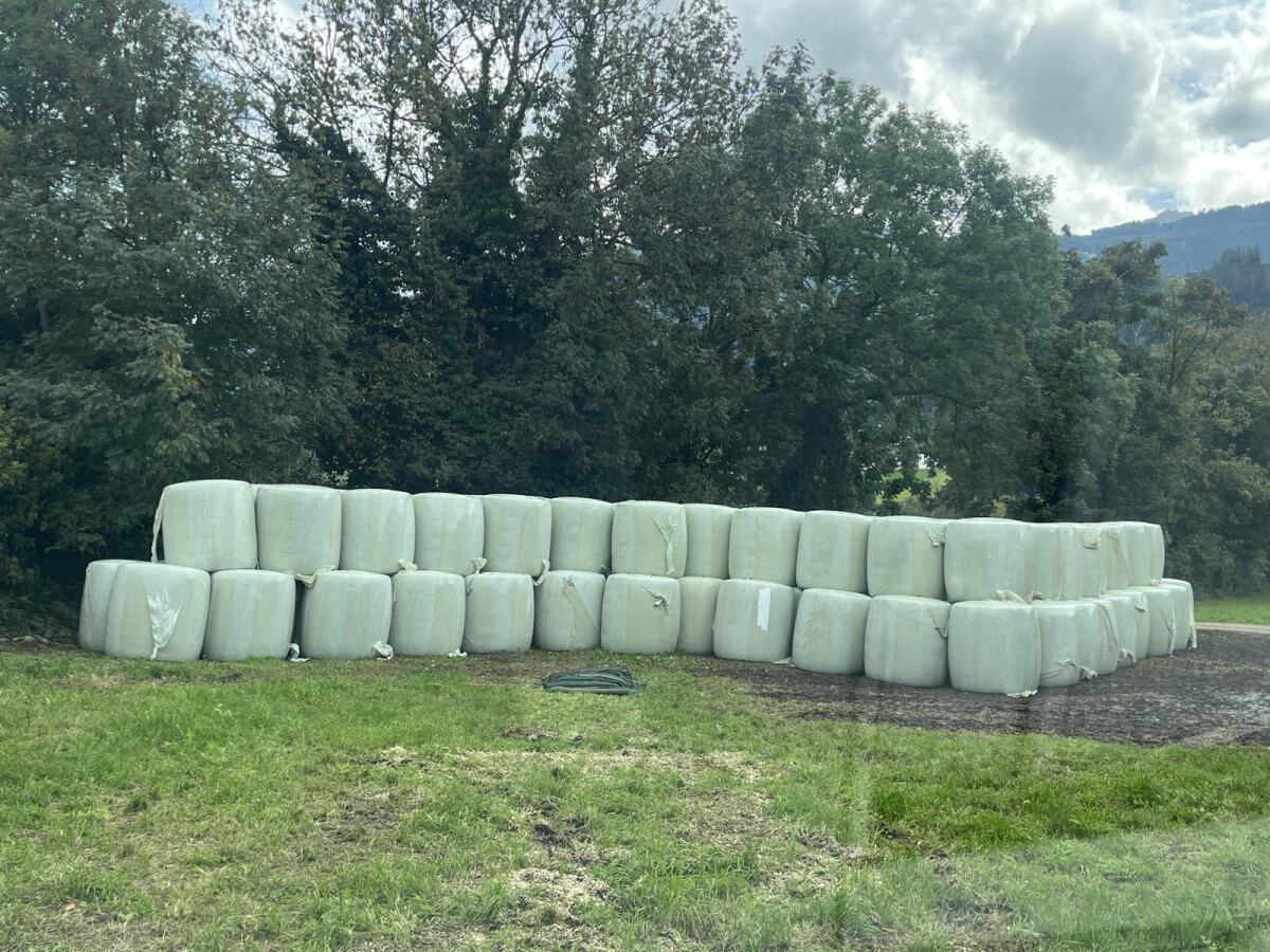 Maisballen Ernte 2025 3