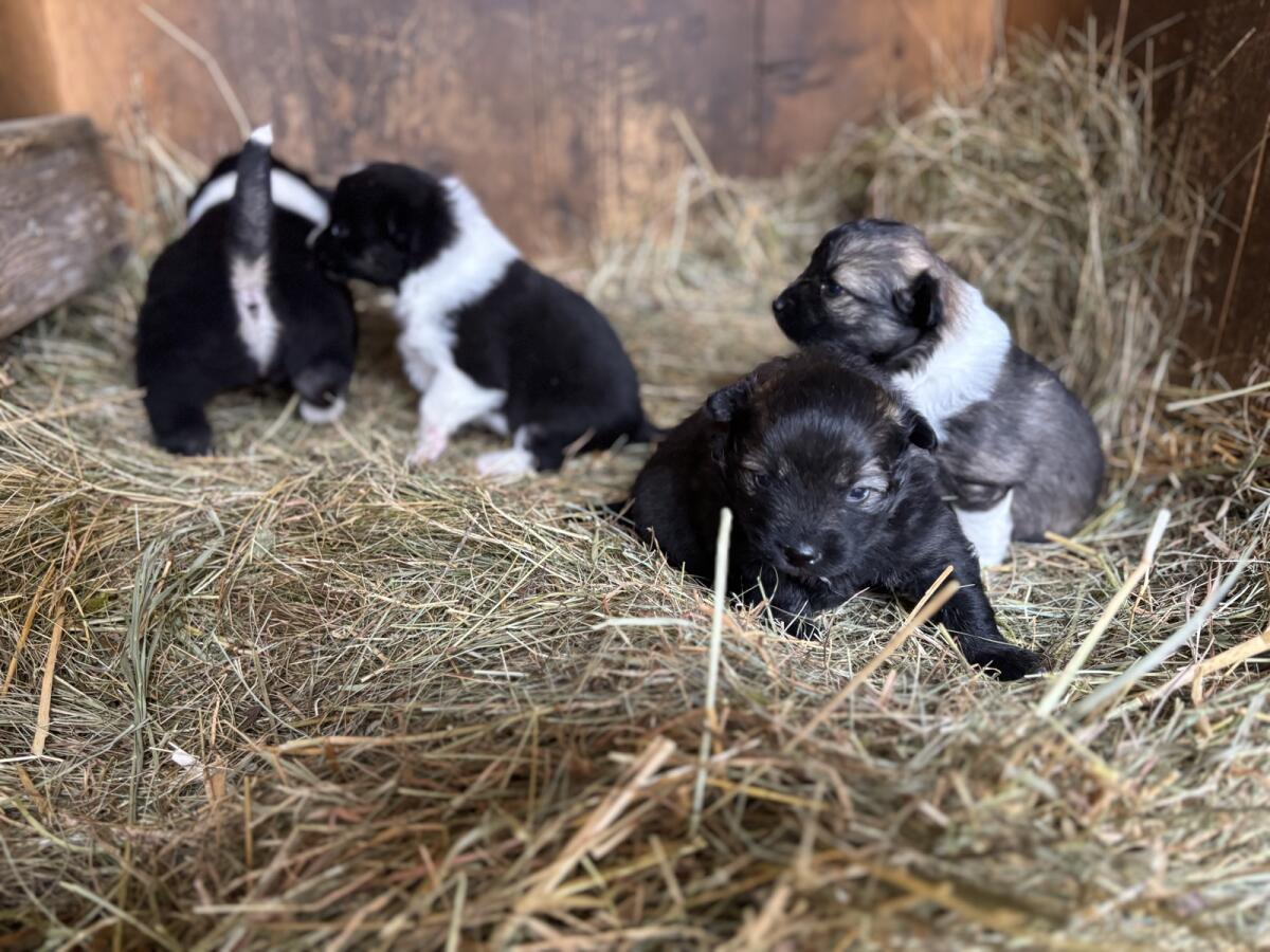 Tiroler Bergspitzwelpen 3