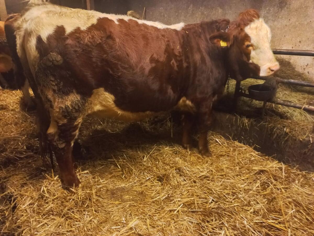 Verkaufe Pinzgauer Kalbin 2