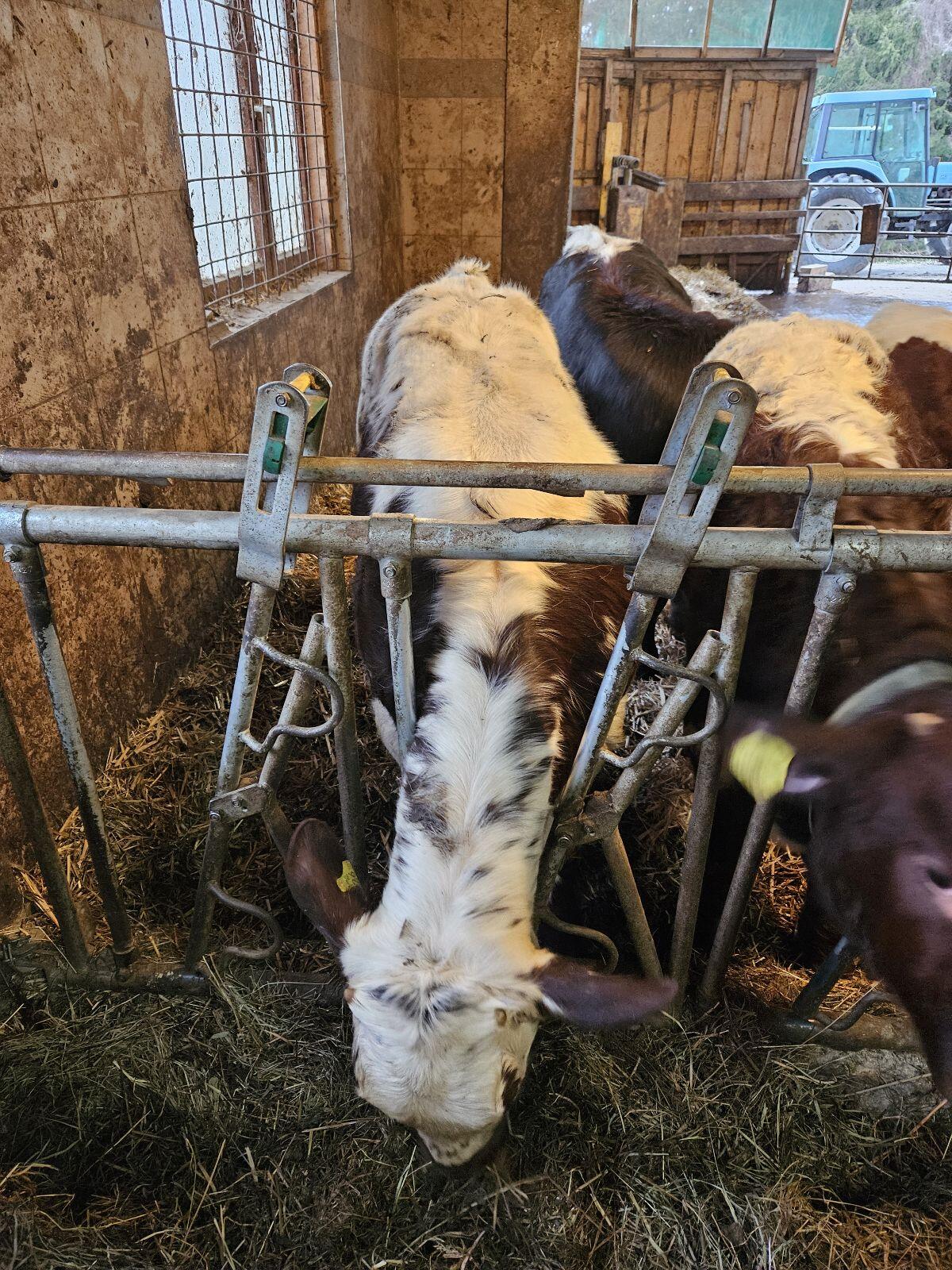 Pinzgauer Kreuzung 3