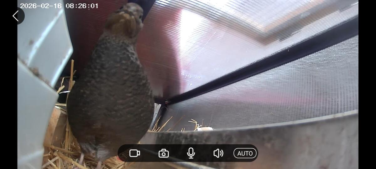 Celadon Wachtelhähne (schwarz) 2