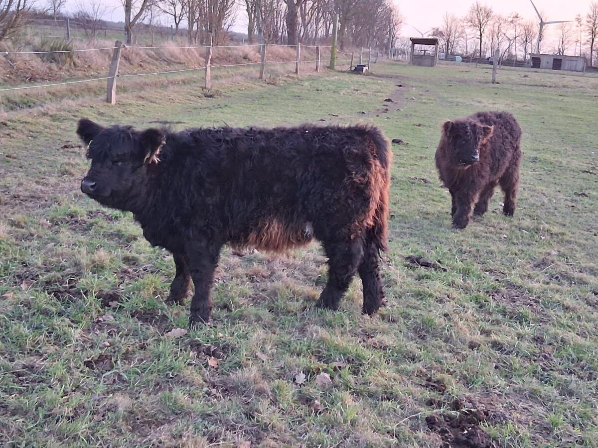 Galloway Absätzer weiblich 2