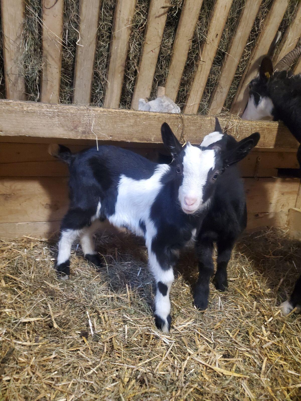 Tauernscheckenbock 2